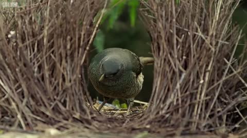 The Life Story Collection - Part 2 | BBC Earth