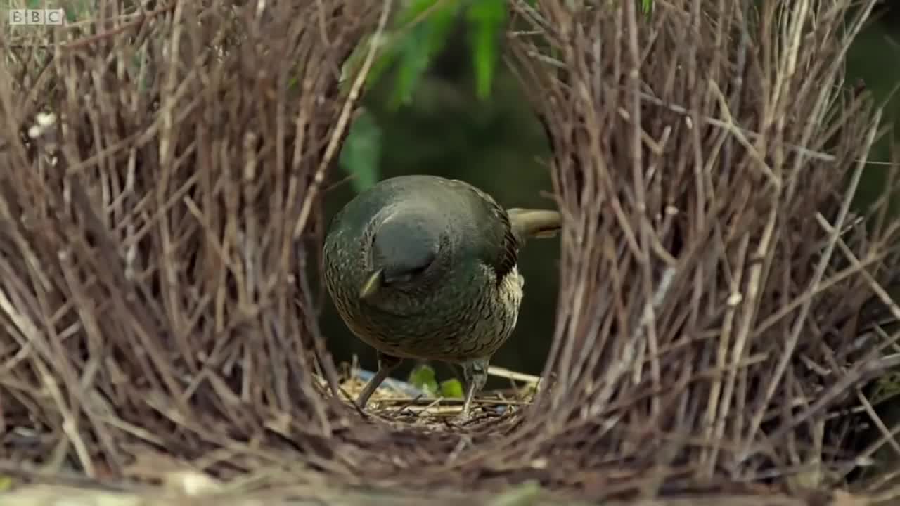 The Life Story Collection - Part 2 | BBC Earth
