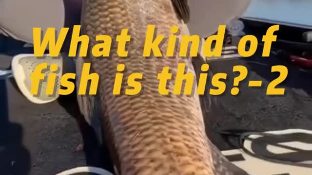 What kind of fish is this