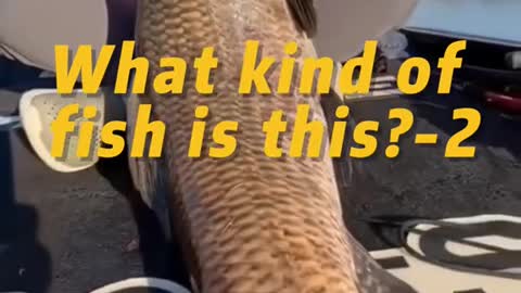 What kind of fish is this