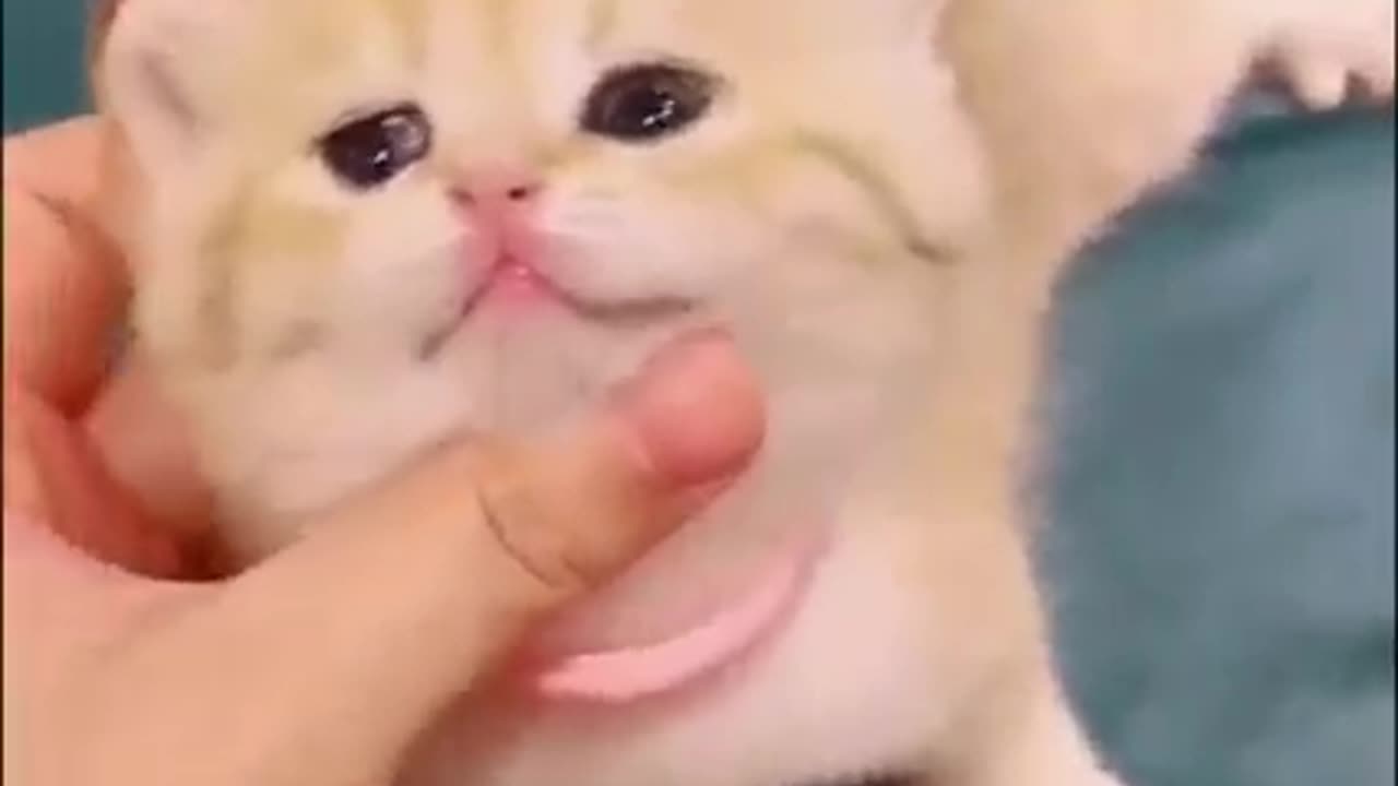 Funny cat video