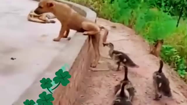 The duck is so funny