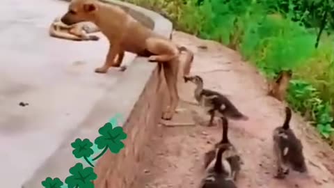 The duck is so funny