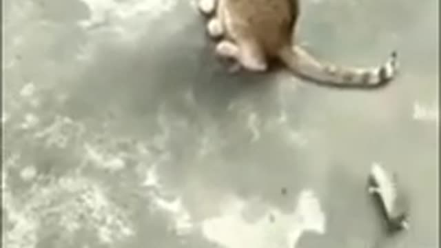 Cat & Rat best comedy full enjoy