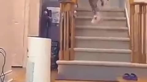 What a jump 😱😱🐱