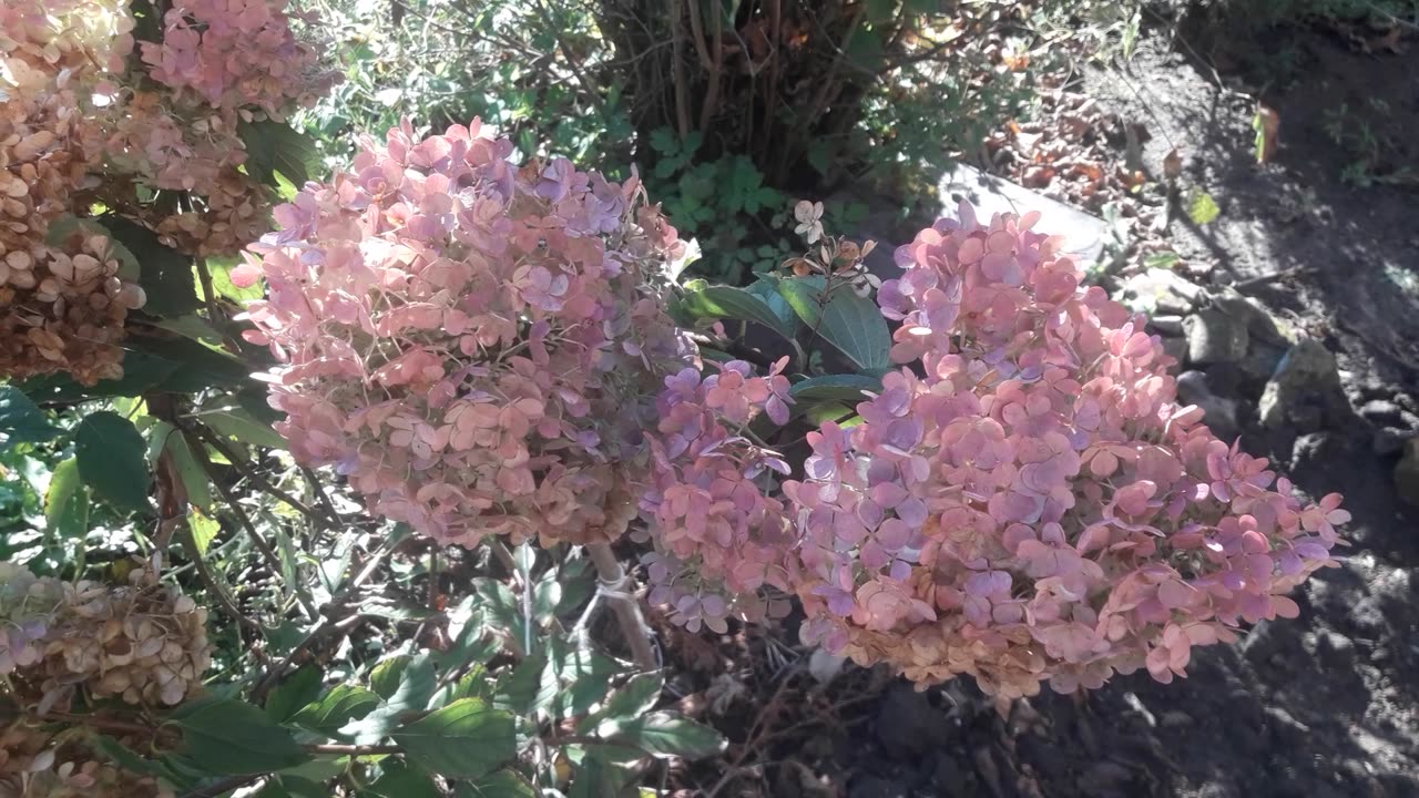 Hydrangea blooms