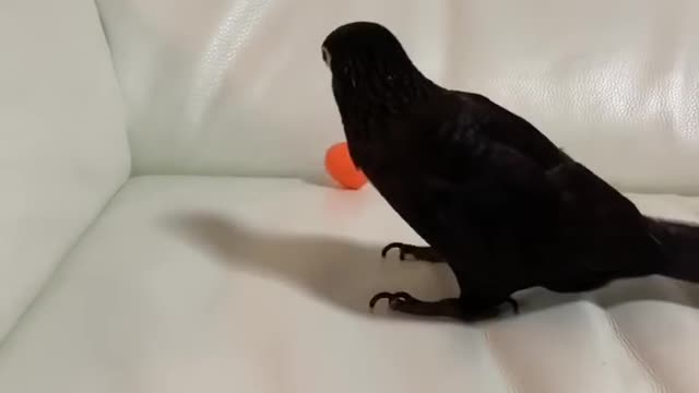 black birb is playing soccer 😂