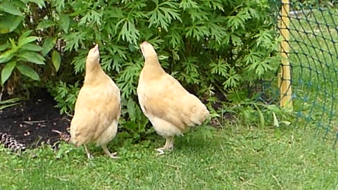 Chicks and the garden - first time 6/8/24