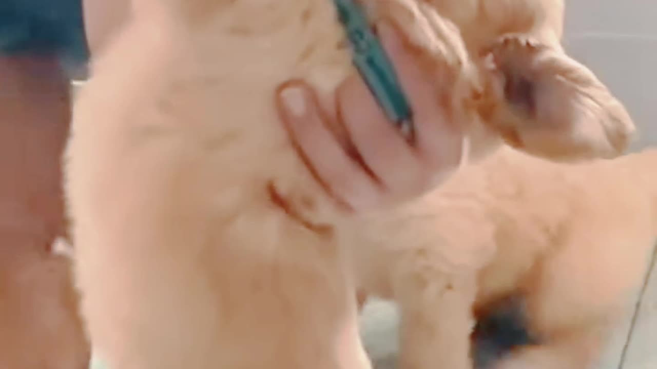 Feeding milk