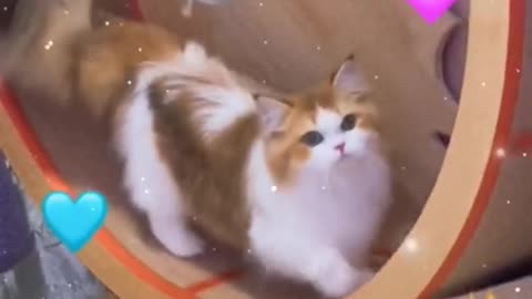 A cat that loves sports