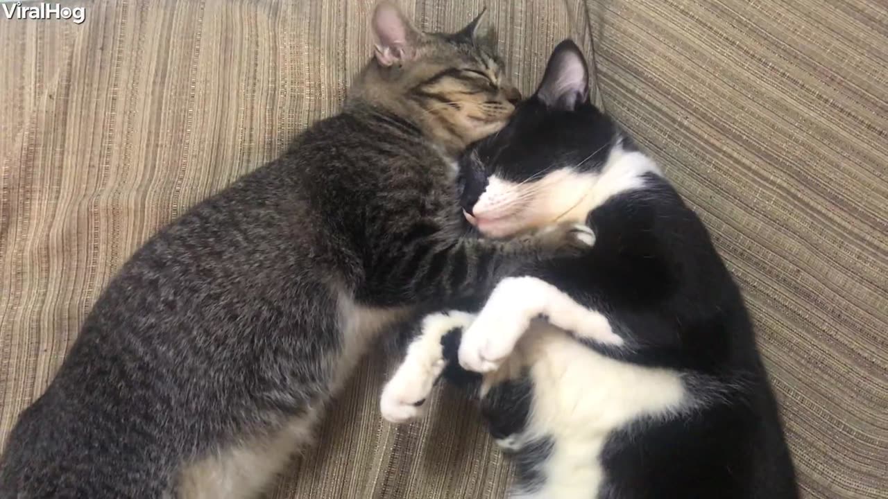 Cats Caught Cuddling