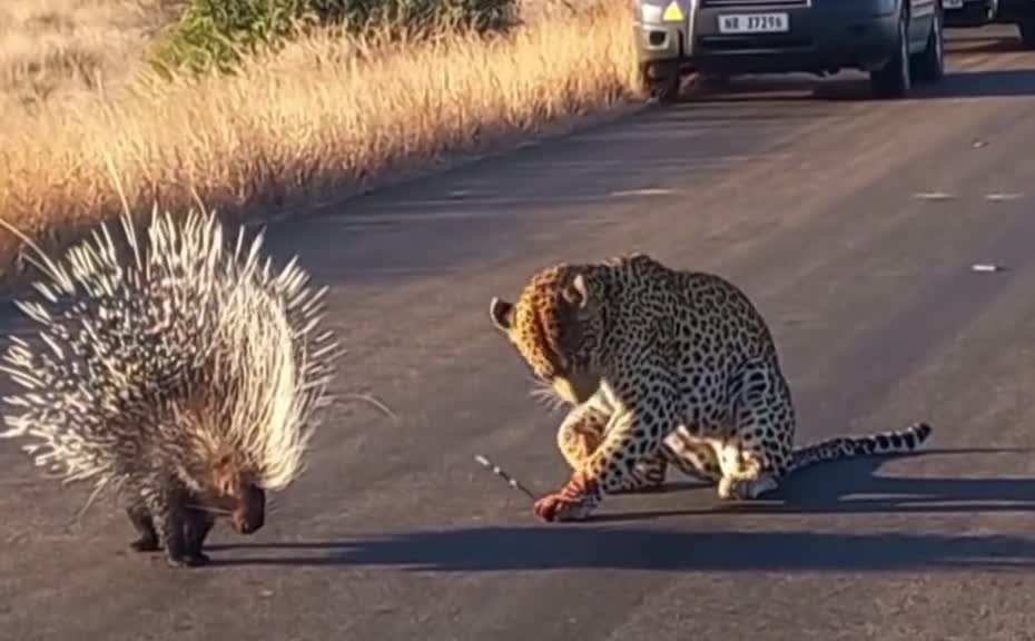 Cheetah vs Hedgehog in africa