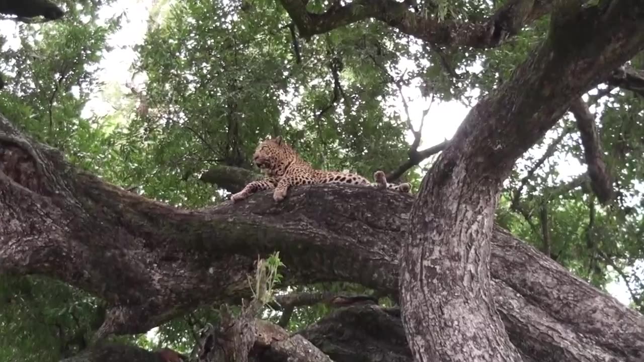 INCREDIBLE! Wild Dogs Hunt Klipspringers