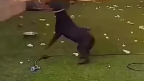 Cute and Funny Animal Video😂