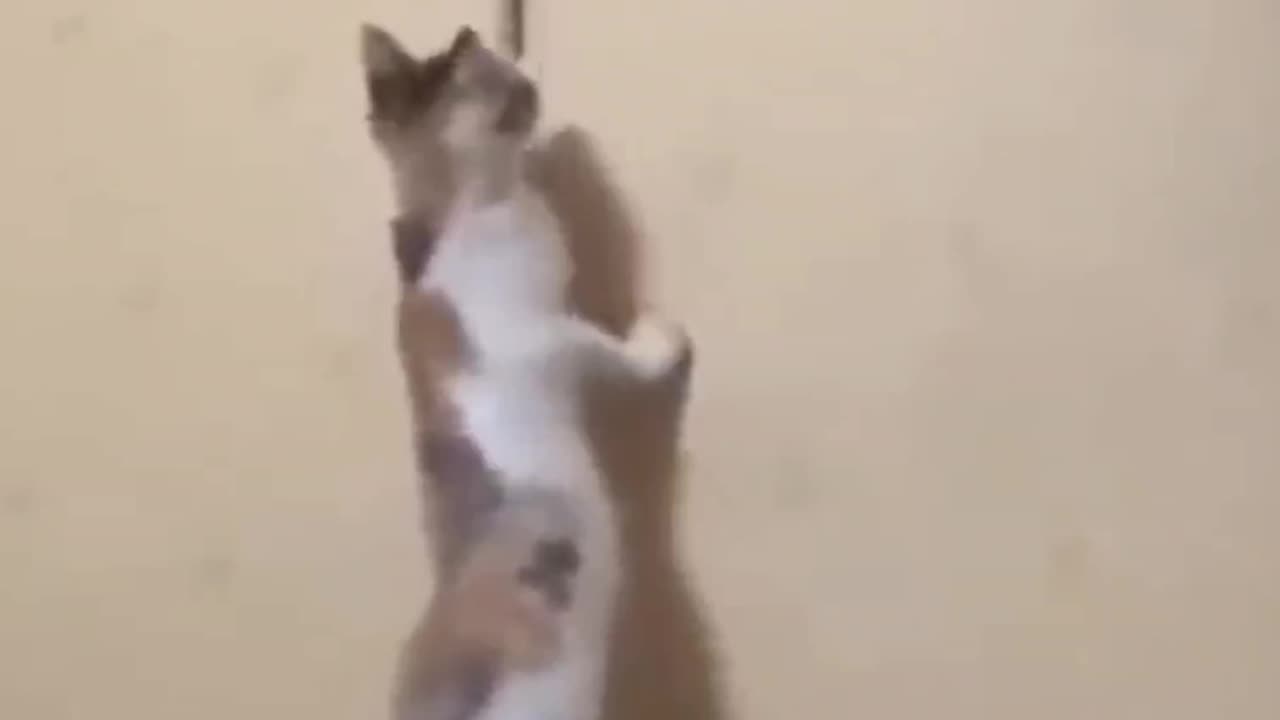 Cat 🤣