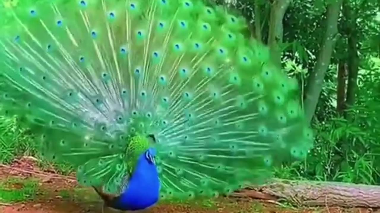 beautiful peacock dance short video 🦚🥰😍🥰