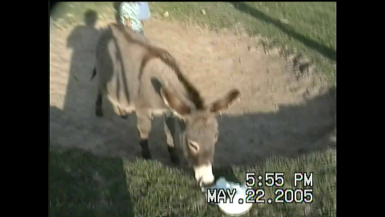 The Diaper - Little Cutie - Donkey