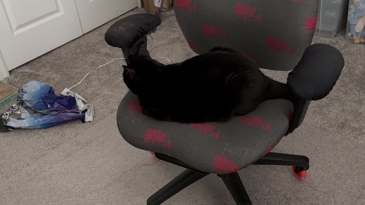 Adopting a Cat from a Shelter Vlog - Cute Precious Piper Guards the Storage Room While Sitting