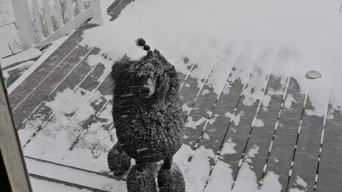 Mimic's Snow Day