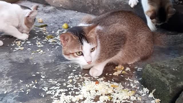 Cute Cats Eating Rice