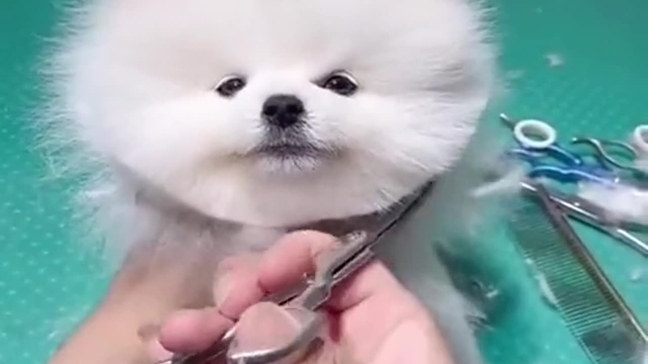 Cute animal