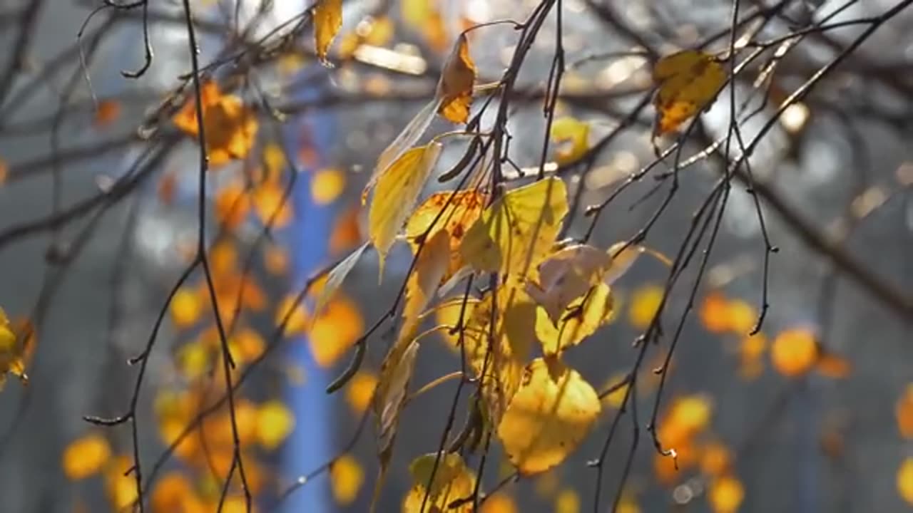 4k Nature Video, Beautiful Music