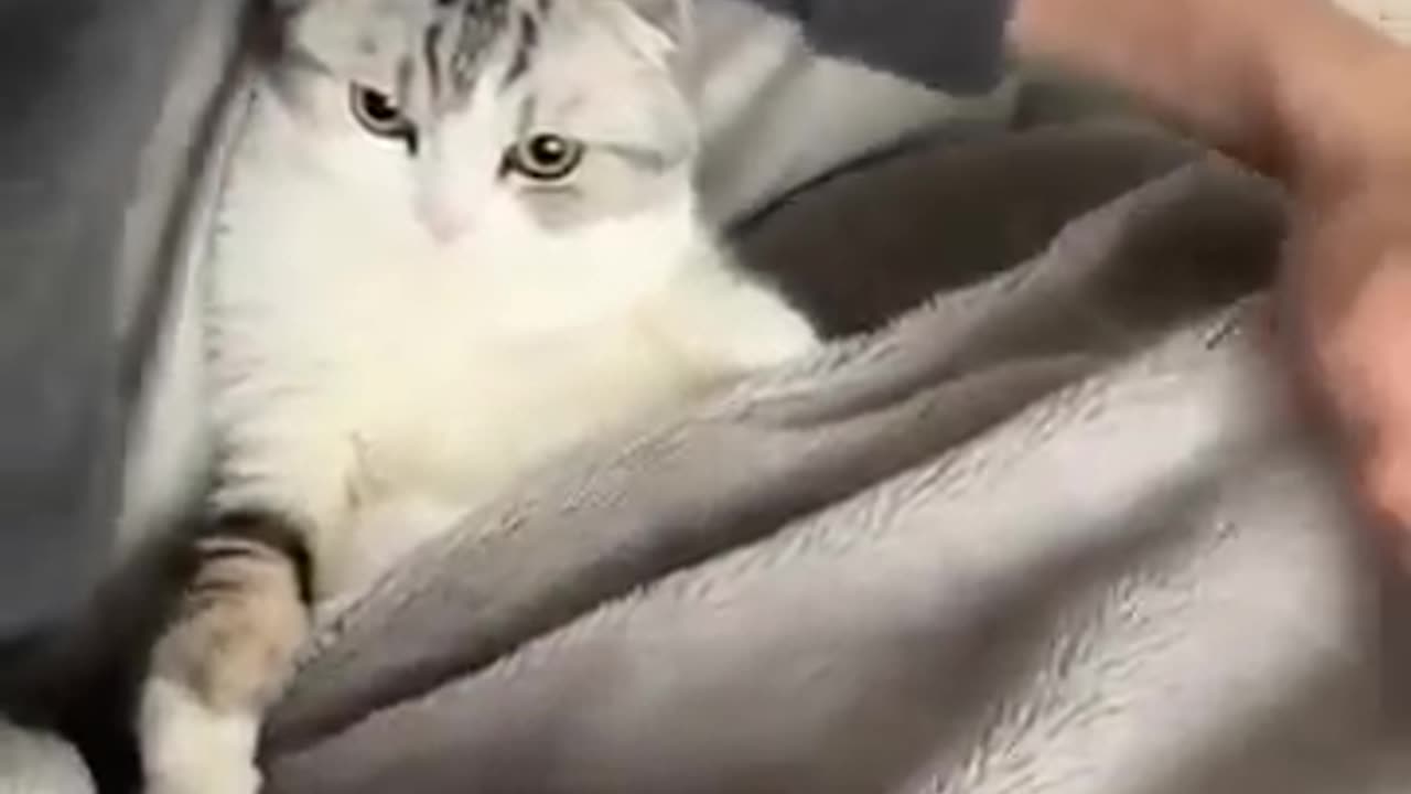 Cute cat 😻😻