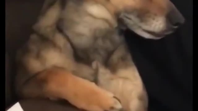 The longest sneeze