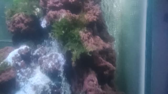 Aquascape