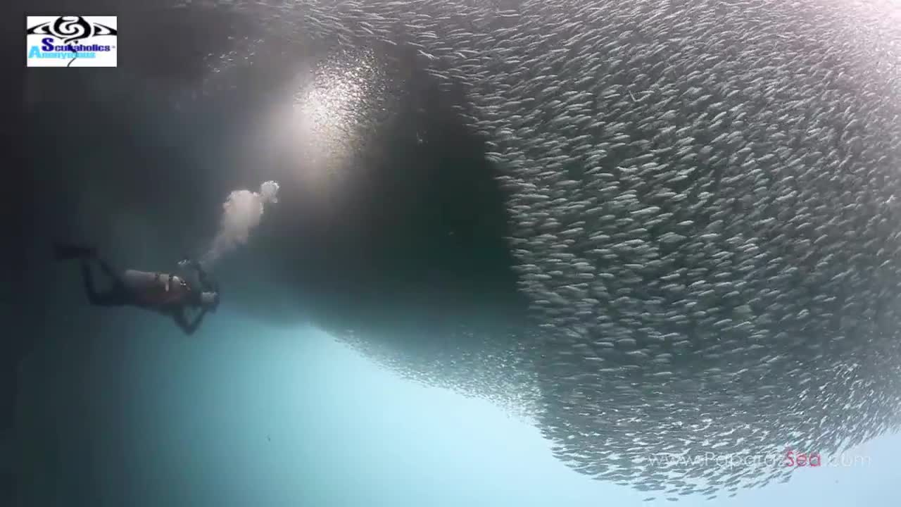 El mayor compilado de buceo en Moalboal, Filipinas