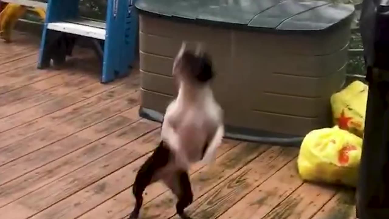 Dog Plays in the Rain!