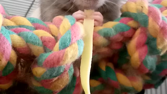 Jumbo the Rat Enjoying Some Pasta