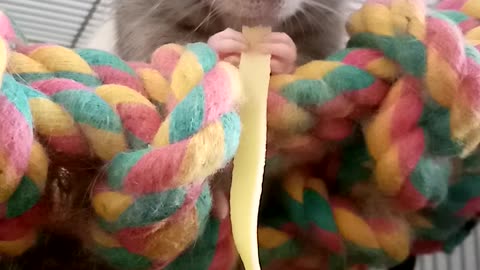 Jumbo the Rat Enjoying Some Pasta