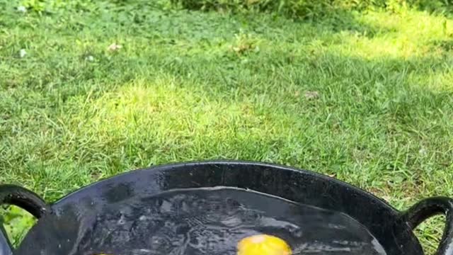 adding snacks to my ducks water bowl without telling them