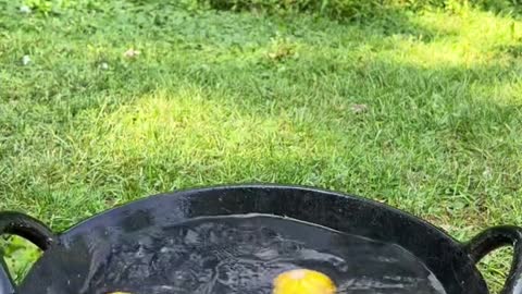 adding snacks to my ducks water bowl without telling them