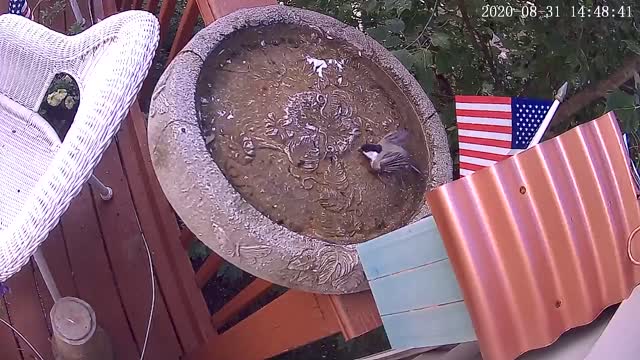 MOM SAID TO WASH MY FACE, SO I'M TRYING! BLACK CAPPED CHICKADEE IN THE BIRD BATH.