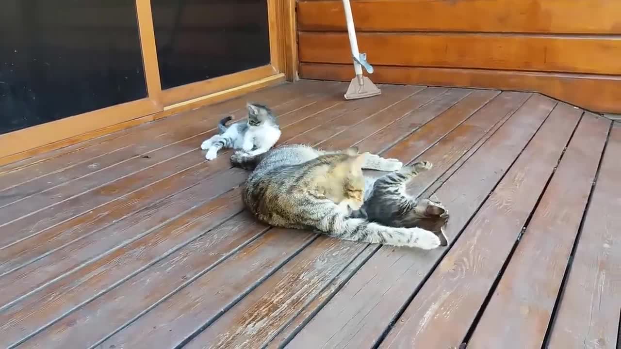 Mom cat cleaning her kitten by force