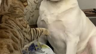 Bengal Bullies Patient Pup