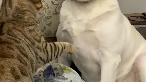 Bengal Bullies Patient Pup