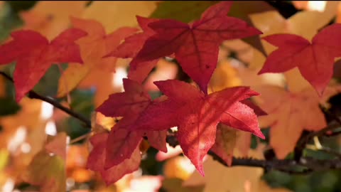 Beautiful Leaves | Beautiful Nature and Fall Leaves | Stunning Leaves