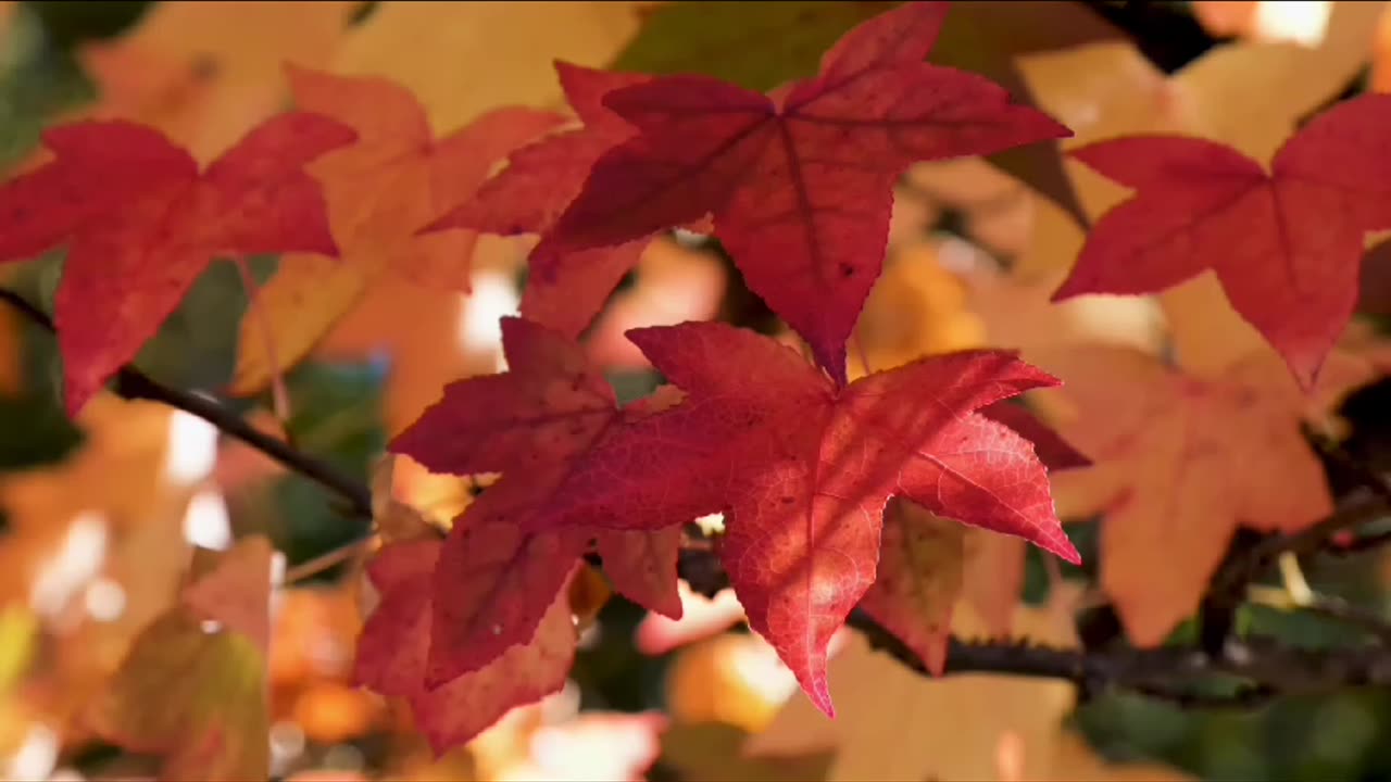 Beautiful Leaves | Beautiful Nature and Fall Leaves | Stunning Leaves