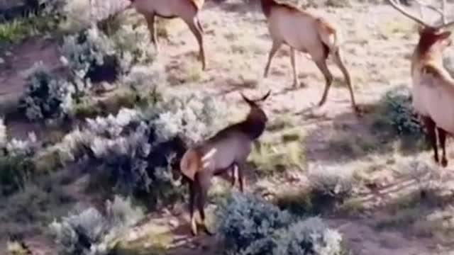 Herd of deer walking on the road in Africa