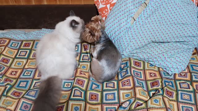 Funny cat and dog fight