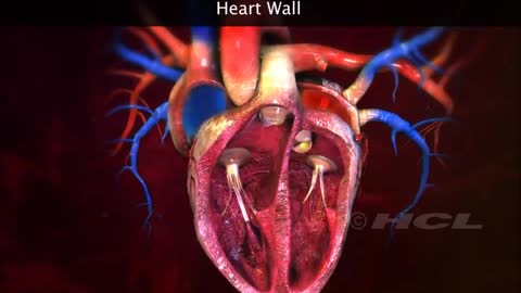 HCL Learning|| structure of the human heart