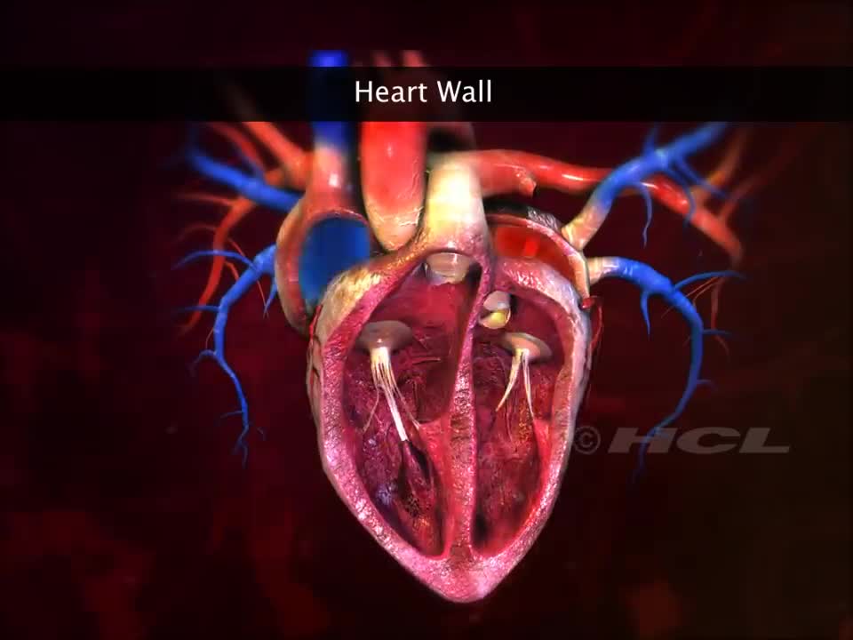 HCL Learning|| structure of the human heart