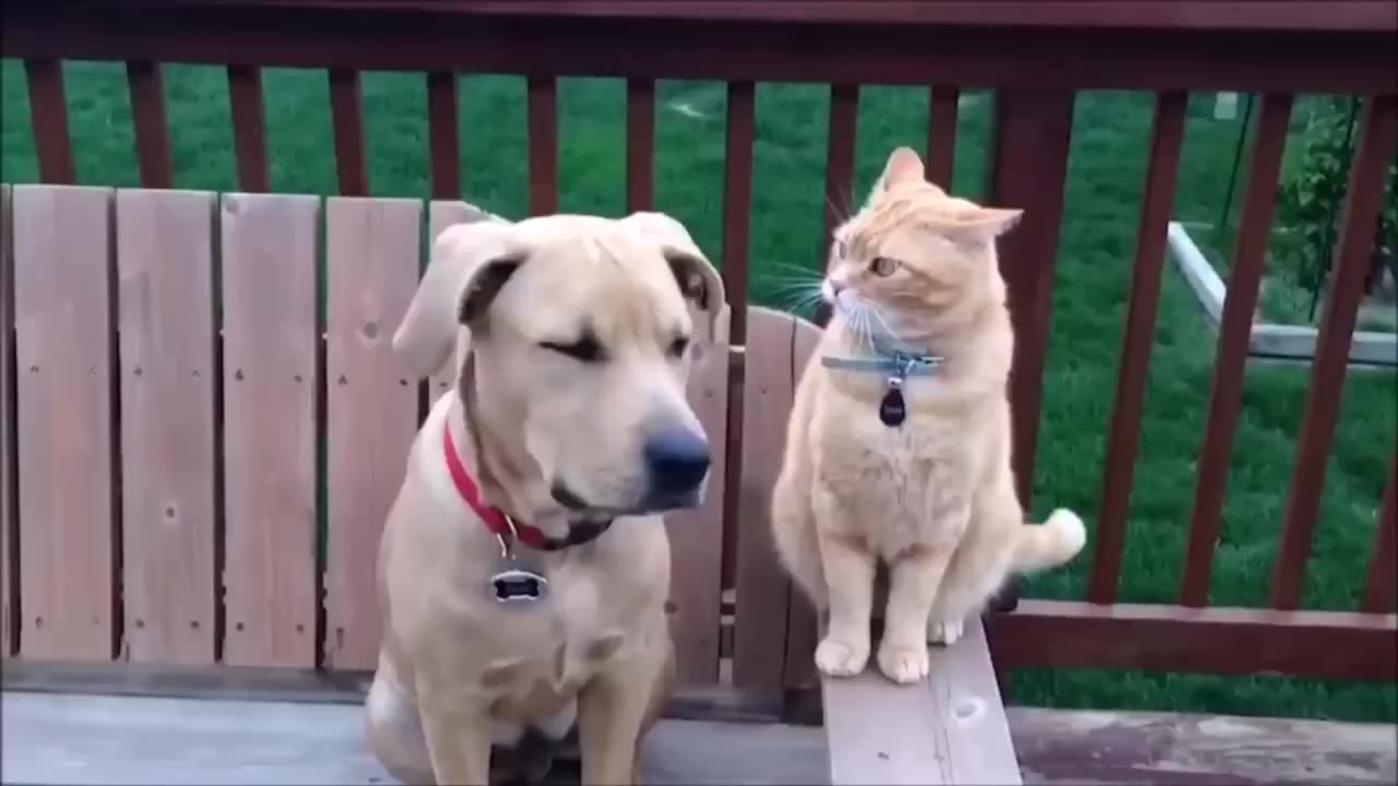 Funny cats and dogs funniest animals funny video of pets❤️🐶