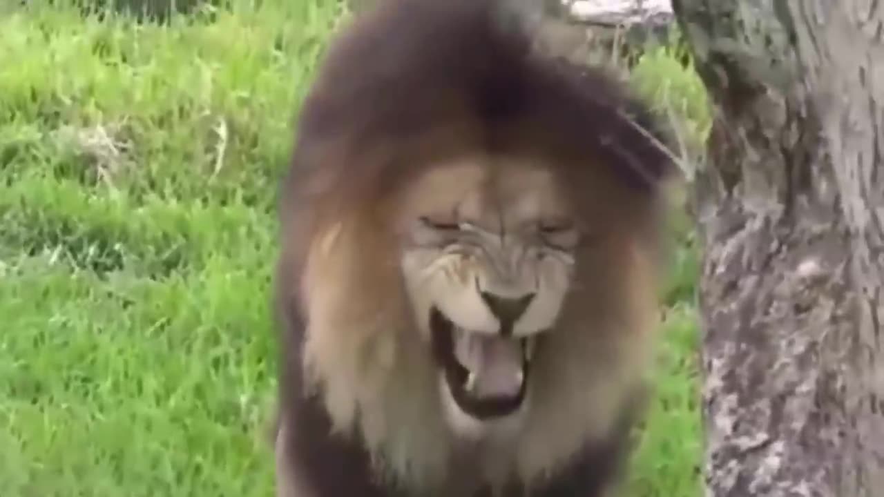 Watch how a dog got pranked with a fake lion and tiger
