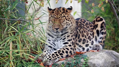 Leopard the dengerious animal