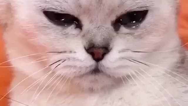 Funny Cats