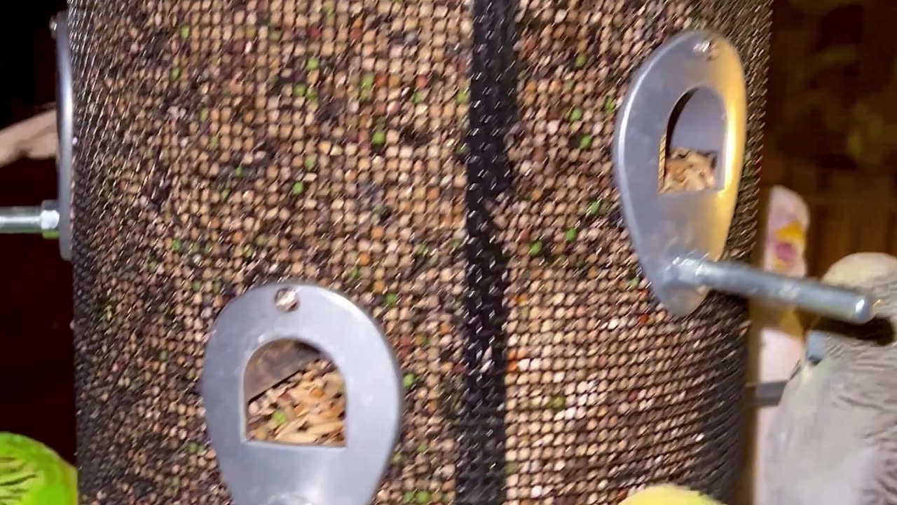 Budgies in large bird aviary